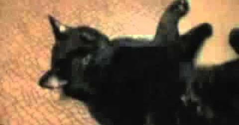 Cat Sings When Back Scratched Cat Sings When Back Scratched