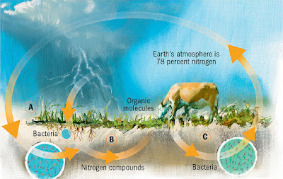 Agricultural Science, Basic Science, Biology, Natural Cycles of Life, Xpino Scholars, Xpino Media