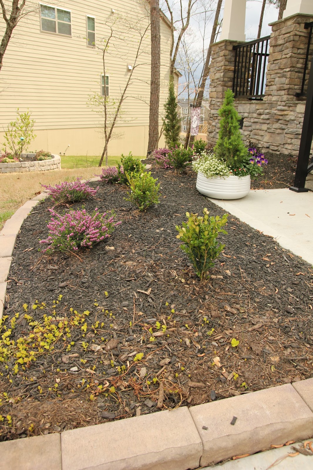 Buxus Microphyllia Tide Hill Winter Gem Boxwood Boxwood