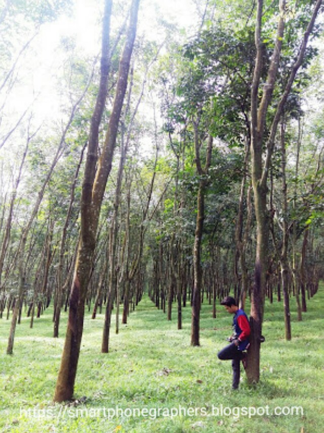 KEBUN KARET - NGOBO, BERGAS - Hunting Foto Alam - SmartphoneGraphers