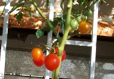 tomate cherry salvaje