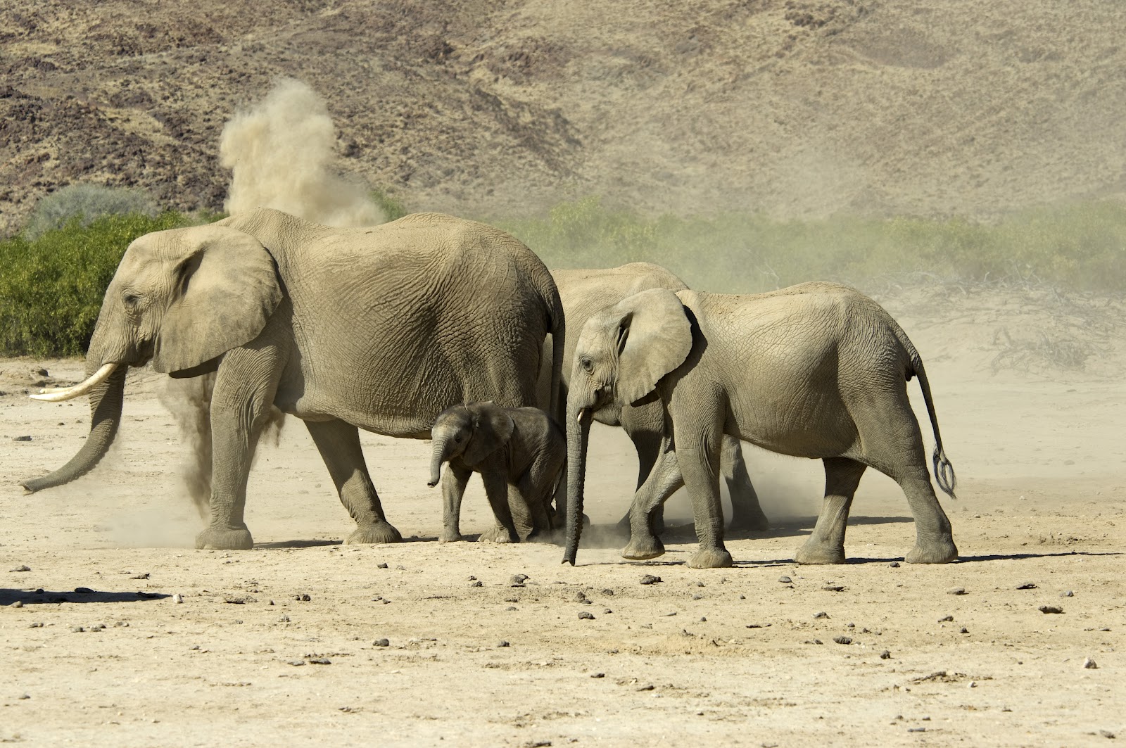 Alison Wells Photography: Desert Elephants