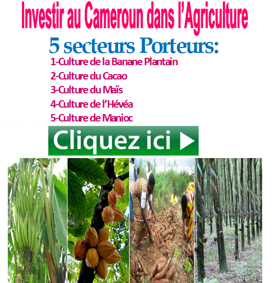 Investir au Cameroun dans l'Agriculture