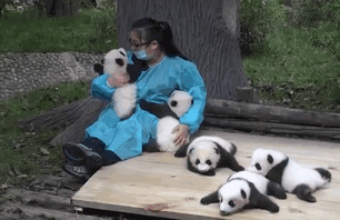 Someone Is Going To Get Paid $32,000 A Year To Hug Baby Pandas And It Could Be You Someone Is Going To Get Paid $32,000 A Year To Hug Baby Pandas And It Could Be You