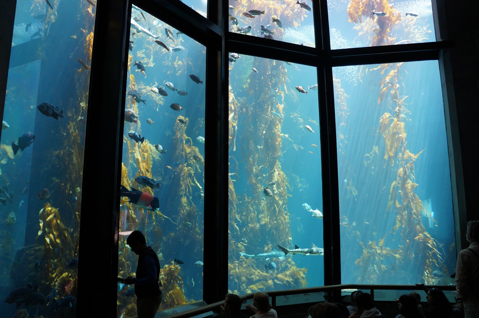 Visitor's Guide to the Monterey Bay Aquarium - Monterey Bay Aquarium Kelp Forest