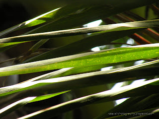 Coconut-Leaf