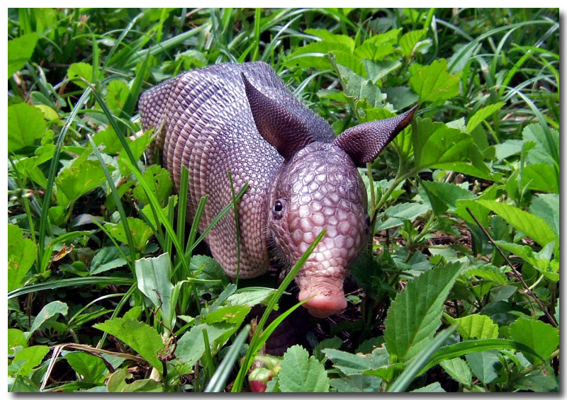 Under the Microscope Leprosy So hot right now.