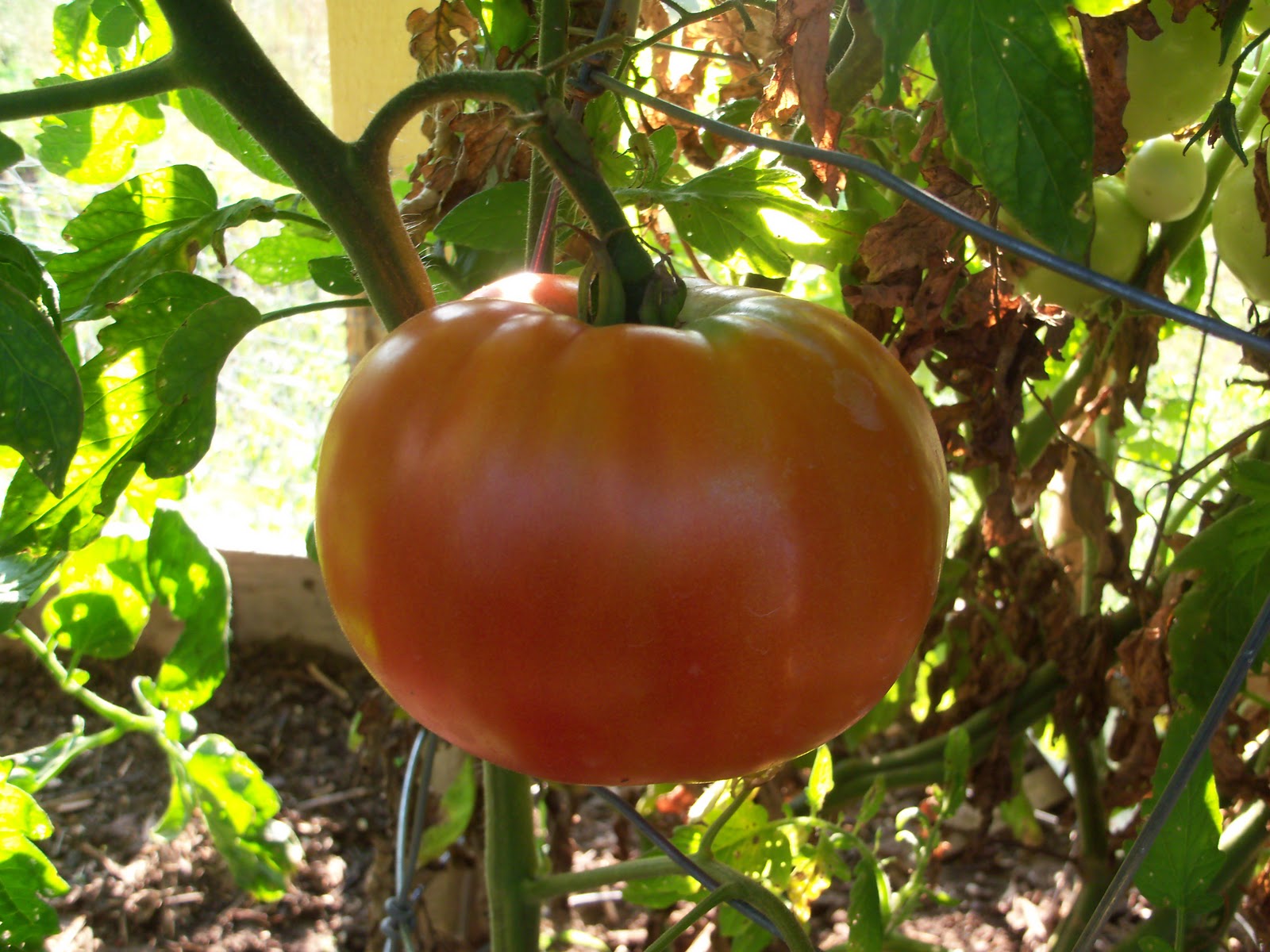 Tomato Park's Whopper Hybrid ( How To Grow ) Garden The Easy Way