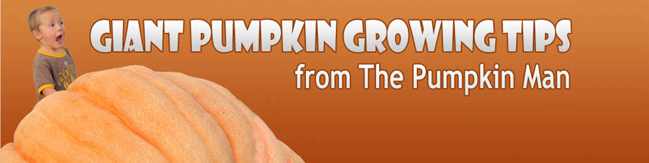 Giant Pumpkin Growing Tips From The Pumpkin Man