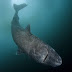 Scientists discover ancient Greenland shark