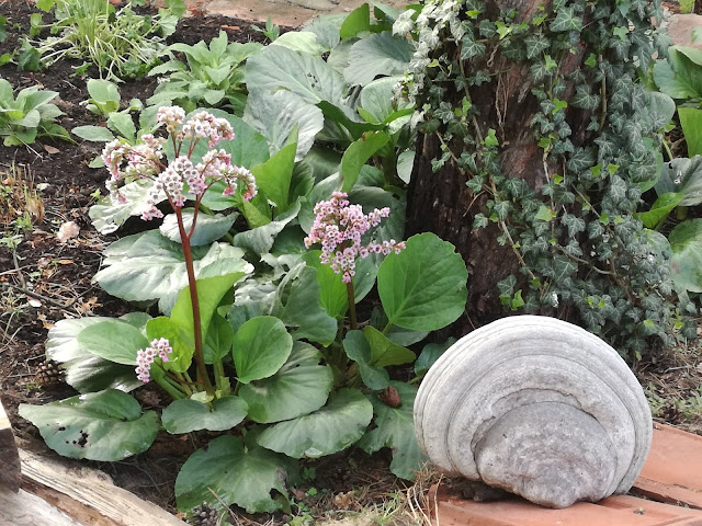 bergenia, huba