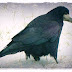 Vrana - najmúdrejší spomedzi vtákov