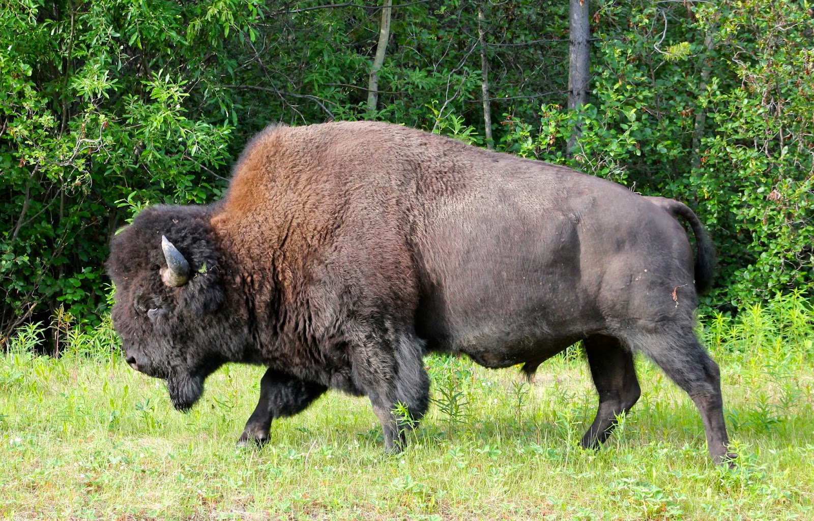 Бизон материк. Американский Бизон. Лесной Бизон (в Канаде) (Bison Bison athabascae). Степной Бизон. Лесной Бизон эндемик Северной Америки.