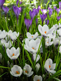 White purple crocus Allan Gardens Conservatory 2014 Easter Flower Show garden muses-not another Toronto gardening blog
