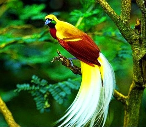 Foto Burung Cantik Jantan
