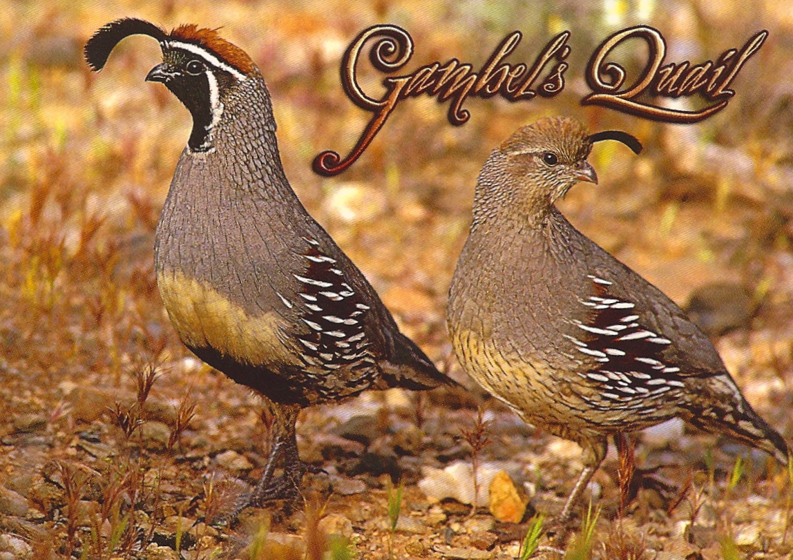 My Favorite Animal Postcards Gambel's Quail