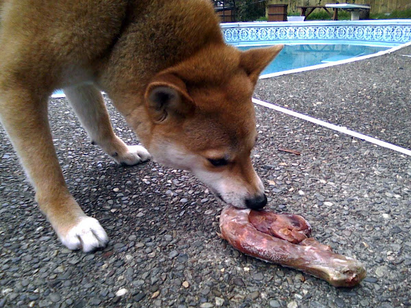 Dog Eats Food One Piece At A Time Dog Eats Food One Piece At A Time