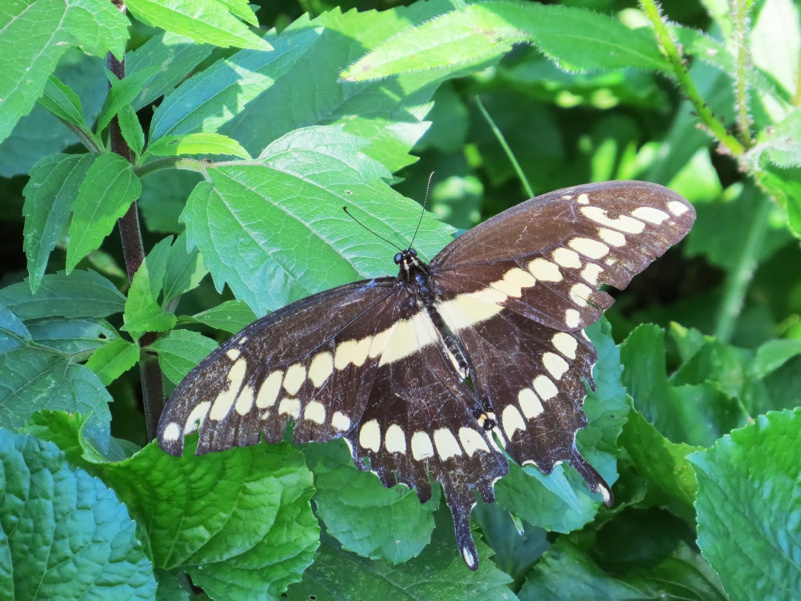 Princeton Nature Notes: Giant Swallowtail Butterfly