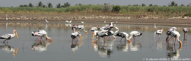 Migrated bird watching at Bhigwan kumbargaon - Simply amazing experience