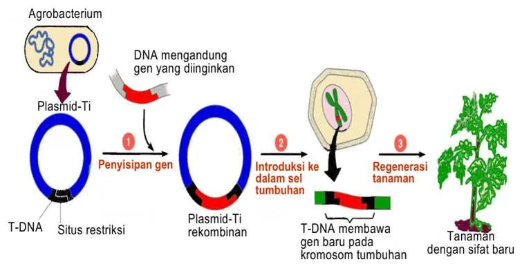 Bioteknologi Pertanian Ilustrasi tanaman transgenik padi emas dengan latar belakang sawah