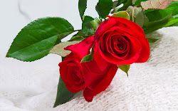 roses valentine rose valentines desktop wallpapers flowers flower laptop res