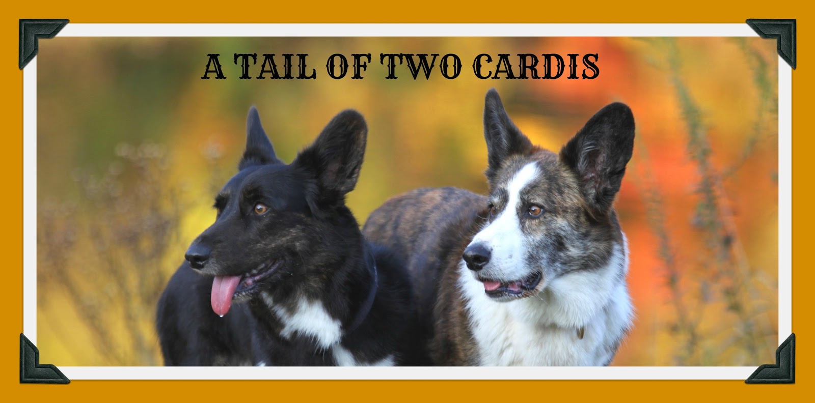 A Tail Of Two Cardis Header Retrospective Part 6