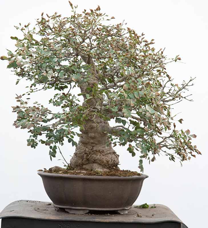 Walter Pall Bonsai Adventures Master Class Croatia 2018 15