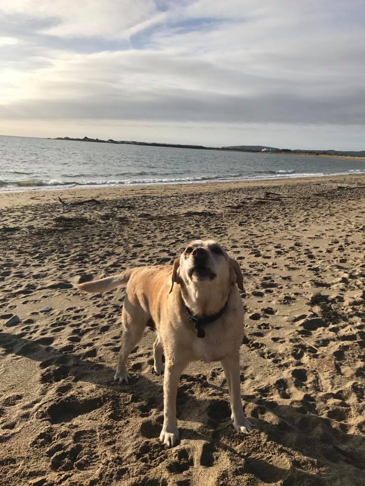 Stroll Abererch to Pwllheli oneway along beach return by train