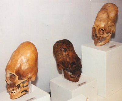 cranios.jpg