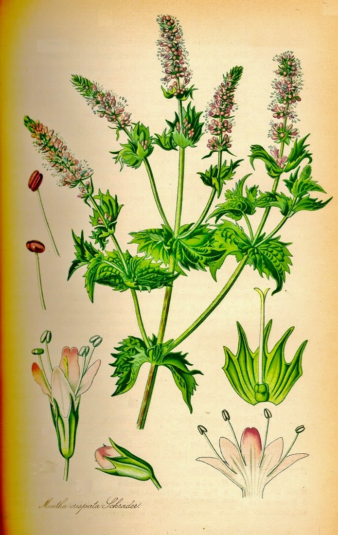 Wilde malve Arbusti semi malva sylvestris più le tinte