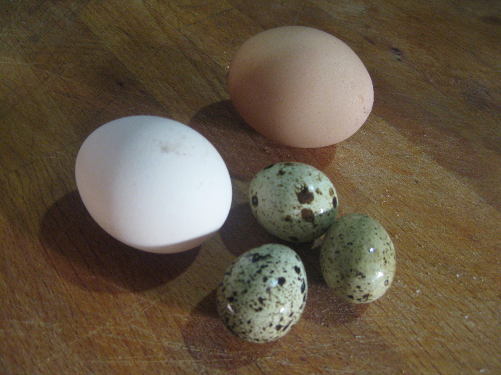 Scotch eggs made with quail eggs!