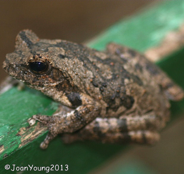 South African Photographs Southern Foam Nest Frog (Chiromantis