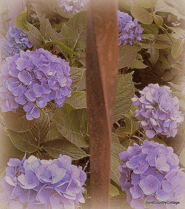 GoldCountryCottage PRINTS CHARMING...