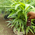 Jual Palem Putri Harga Grosir
