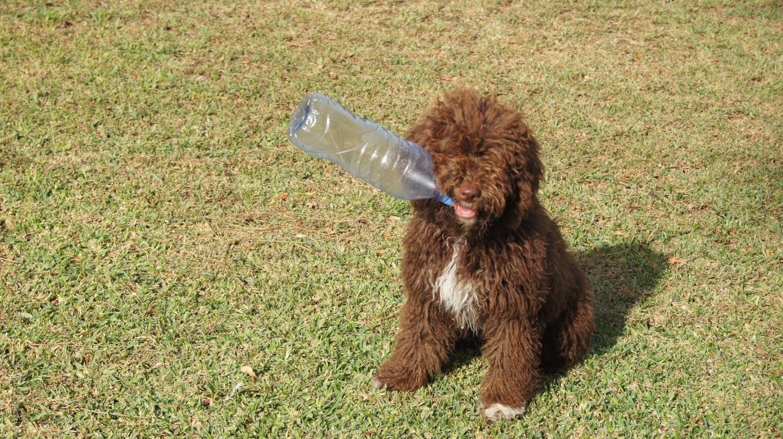 Elliot Perro de aguas español: características de los perros de aguas