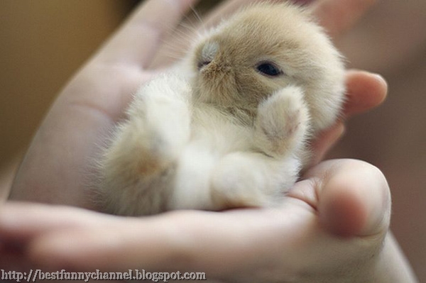 Sweet small bunny