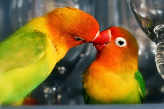 Burung Lovebird - Kayu Tangkringan  Yang Membantu Burung Lovebird Dalam Kawin - Penankaran Burung Lovebird