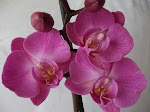 Mis orquídeas