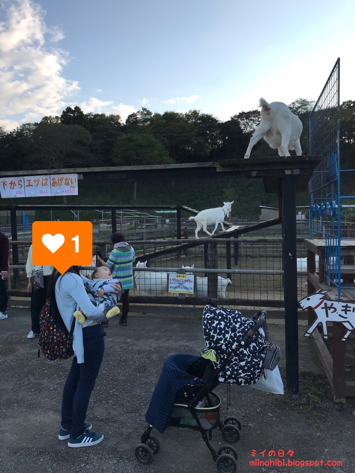 東京ドイツ村のコキアが見頃でした 生後8ヶ月の赤ちゃんと一緒に ミイの日々