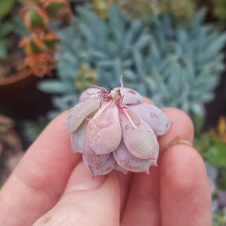 Succulent cutting rooting propagation