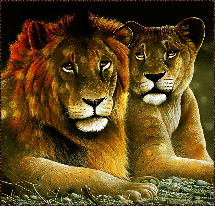 Lion%2BAnd%2BLioness%2BAnimated.gif