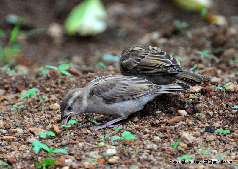 photosofbirdsofsrilanka House Sparrow chicks Passer domesticus