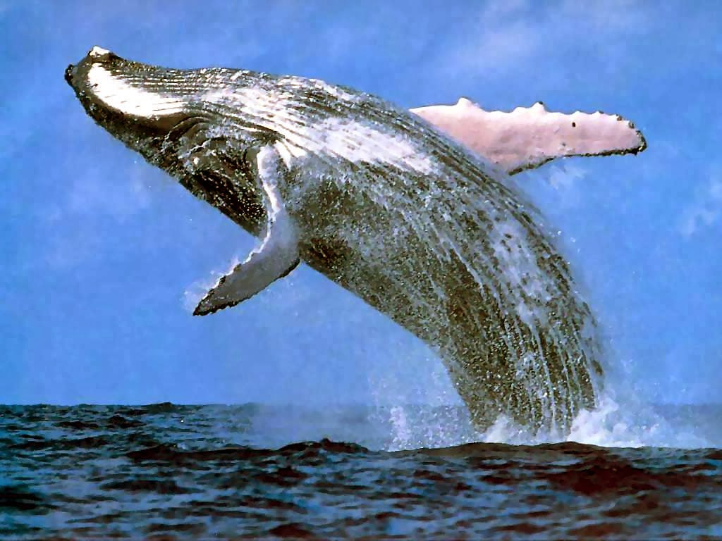 Gambar Ikan Paus Orka Berenang Menepi Iburumahtanggabanyakduit Sumber Http Www
