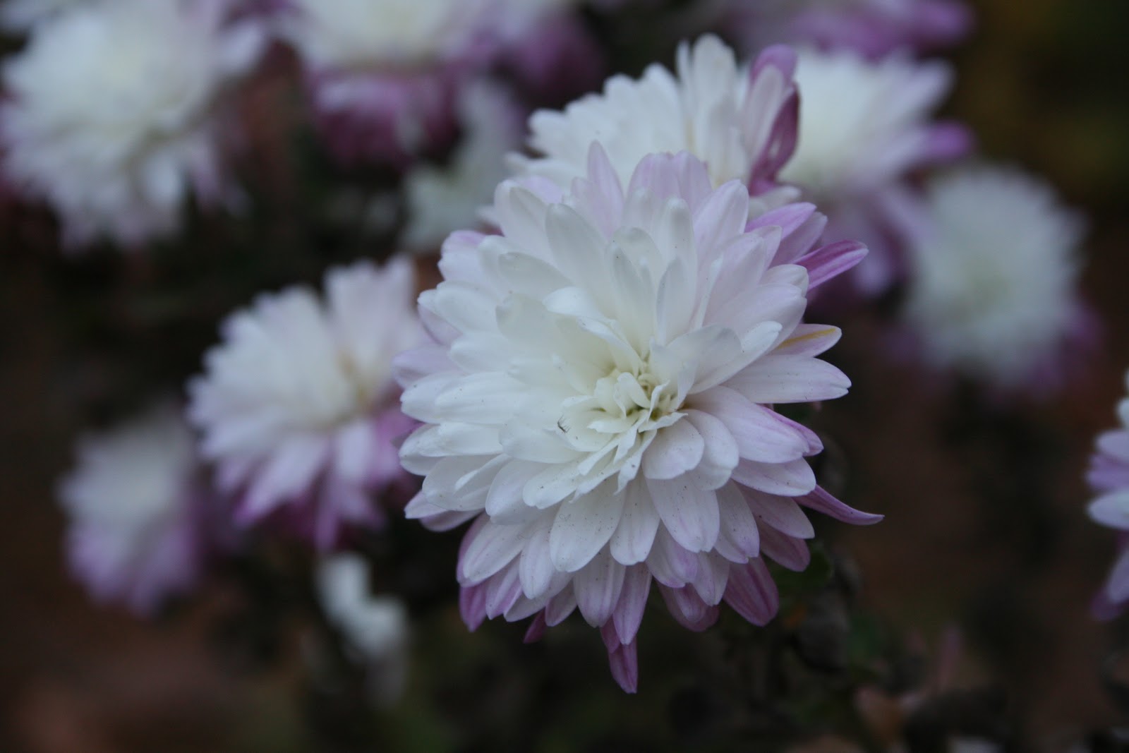 Pine Lake The Blog Almost December Flowers