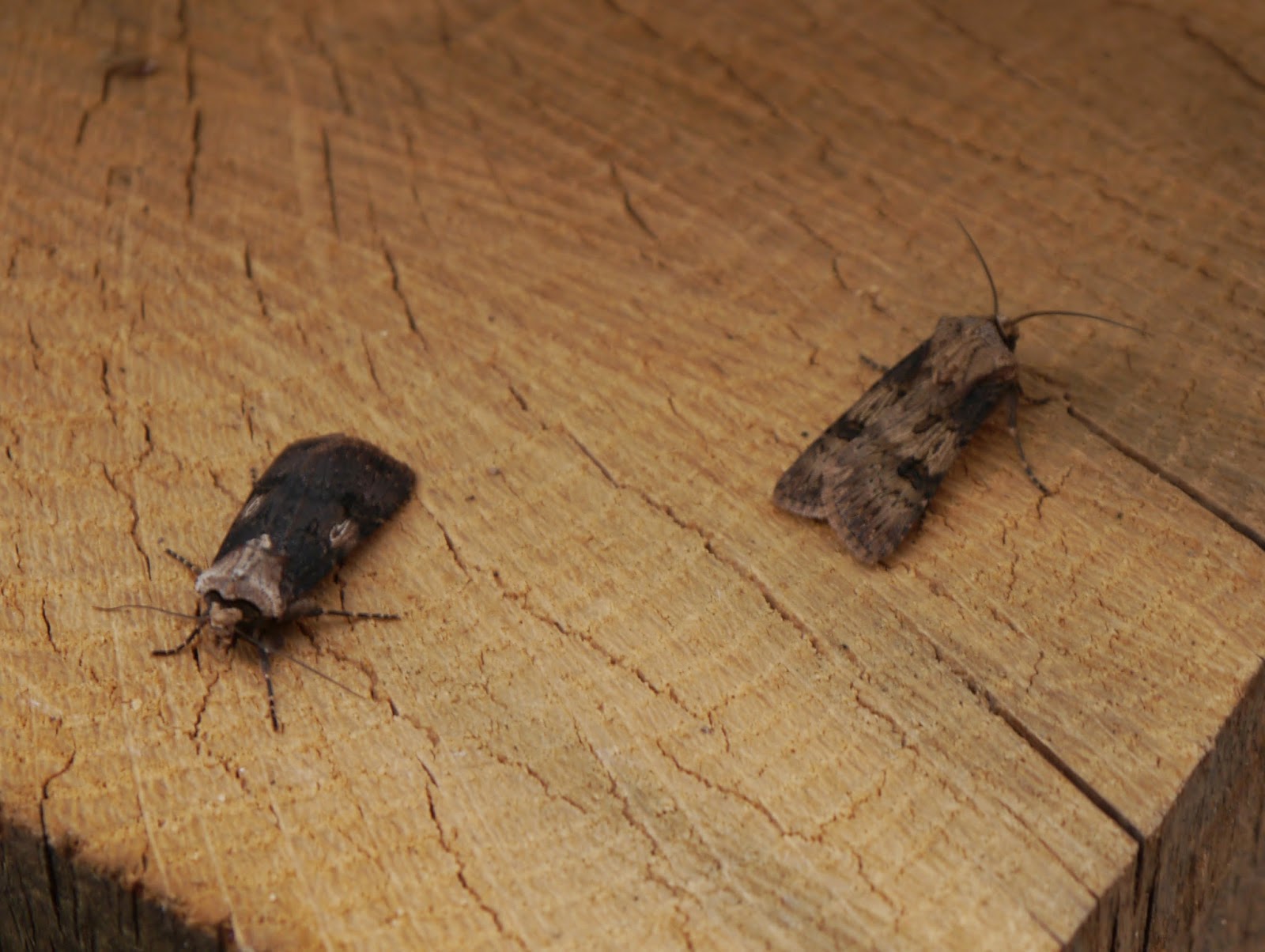 Wilde About Birds Chocolate Moths!