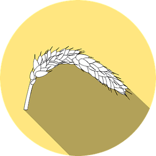 Celiac Disease and Gluten Sensivity. Celiac Disease and Gluten Sensivity.