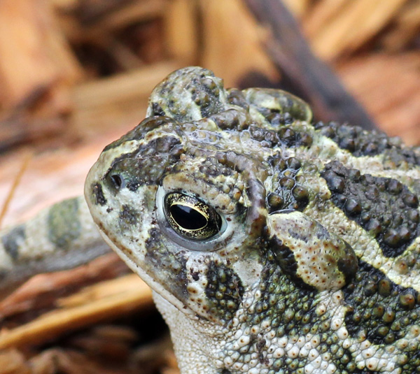 Great Plains Toad Field Herp Forum great-plains-toad-field-herp-forum