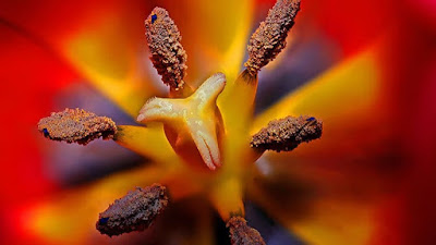 Así fue la primera flor del planeta, que dio origen a todas las flores