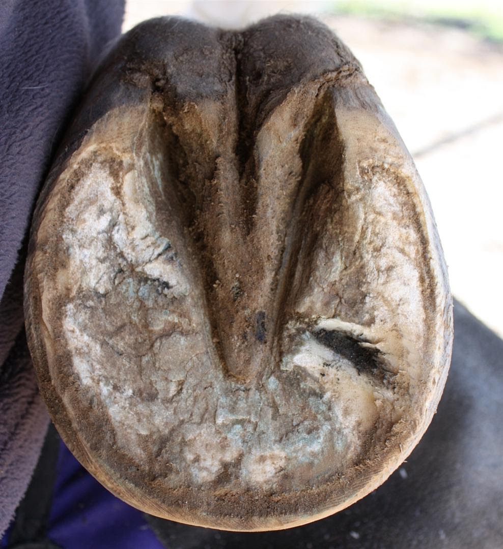 The Glorious Hoof The Functional Frog and What Can Go Wrong