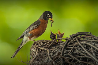 98809__bird-chicks-nest-twigs-feeding-mother_p.jpg